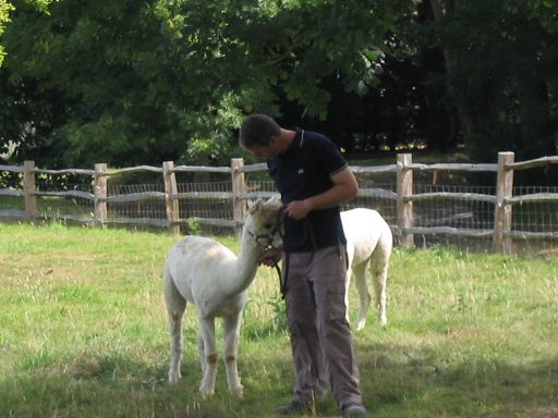 Craig walking an alpaca on a lead at Allington Castle