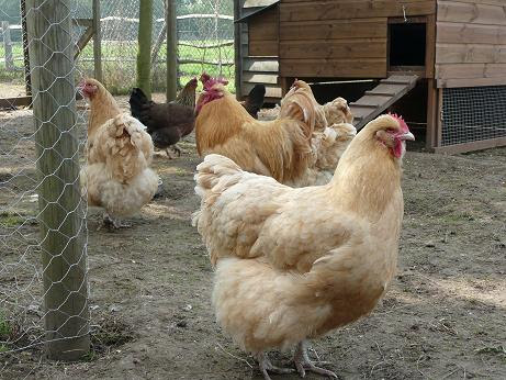 Chickens in the coop at Allington Castle