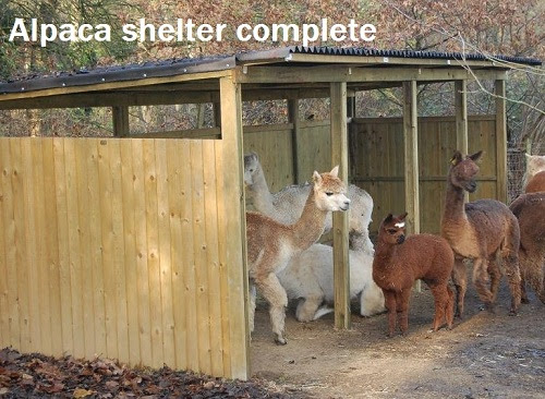 Alpacas inside a open fronted alpaca shelter