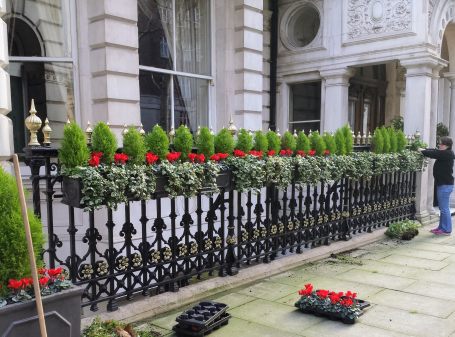 Kirsten planting cyclamen in a flower display outside a London mansion.