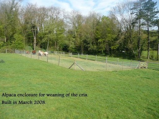 a fenced off weaning pen with alpaca in it at Allington Castle